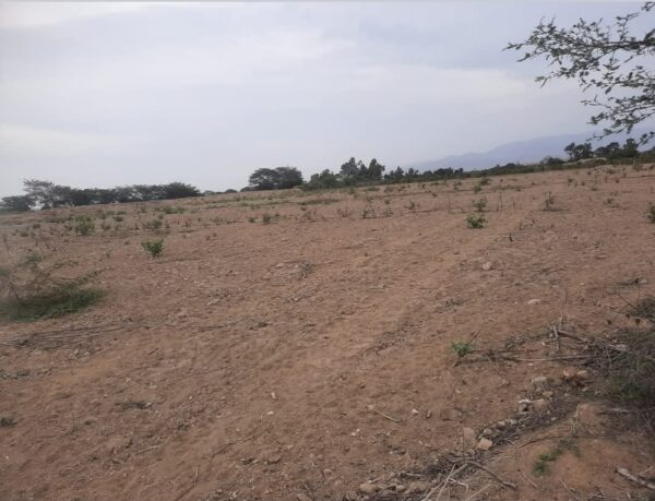 TERRENO DE 8 HECTAREAS - CHINCHA - EL CARMEN - Imagen 4