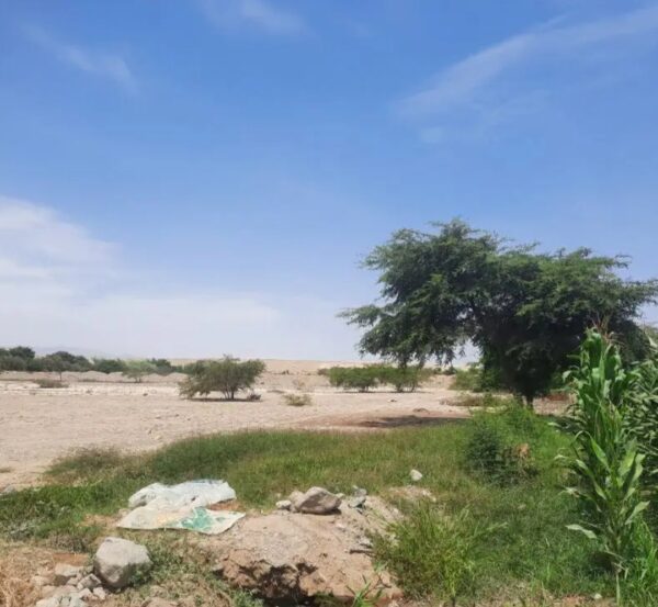 TERRENO DE 1 HECTAREA - CHINCHA - EL CARMEN - Imagen 2