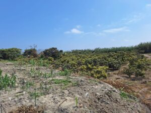 LOTE EN VENTA EN SANTA ROSA CHINCHA