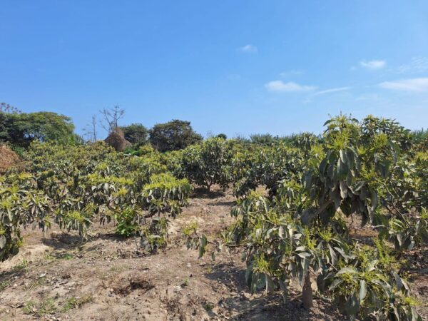 LOTE EN VENTA EN SANTA ROSA CHINCHA - Imagen 5