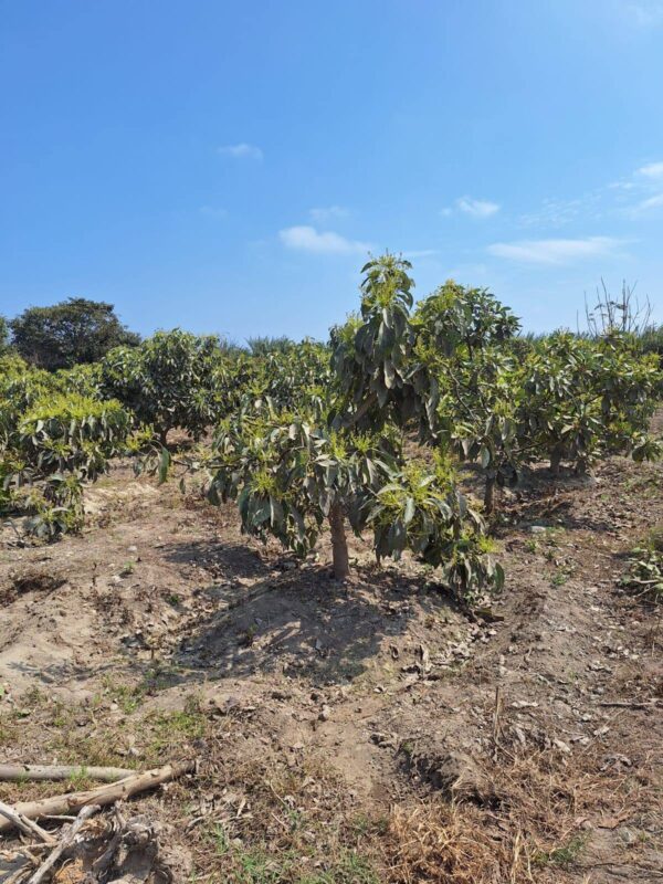 LOTE EN VENTA EN SANTA ROSA CHINCHA - Imagen 4